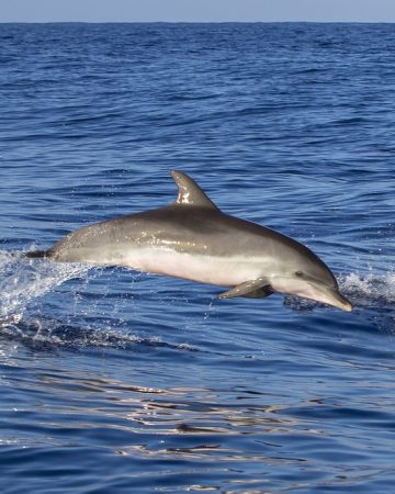 Dolphin and Whale Watching